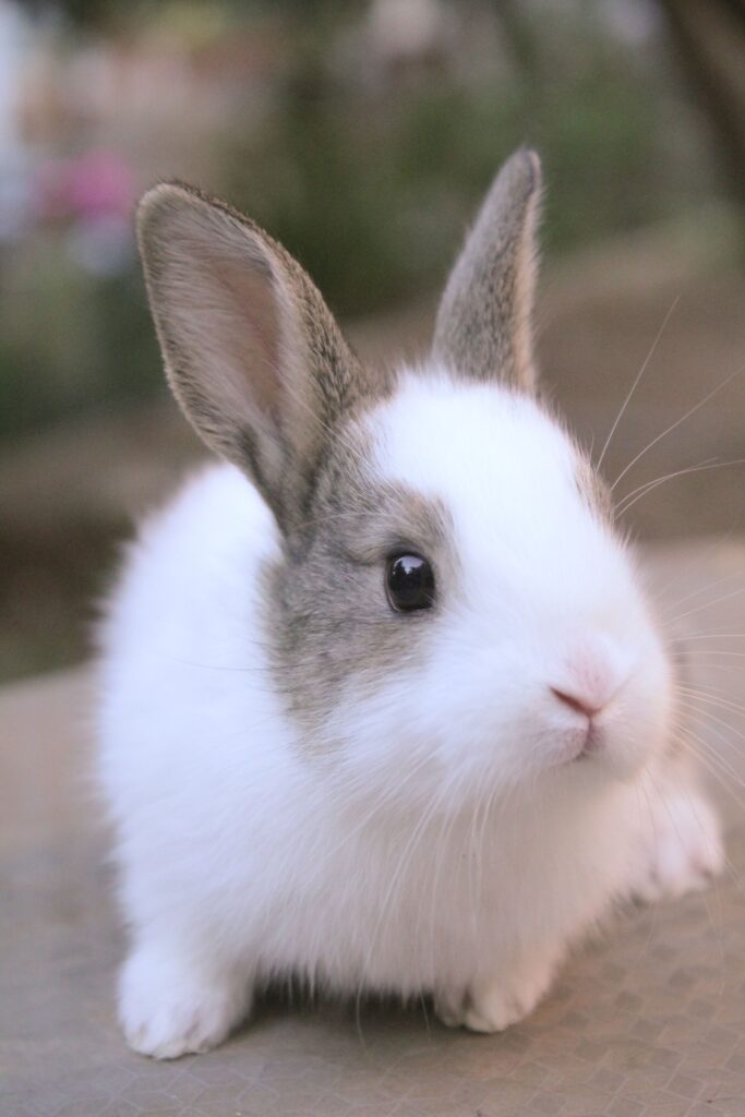Rabbit - fourth animal of the Chinese zodiac